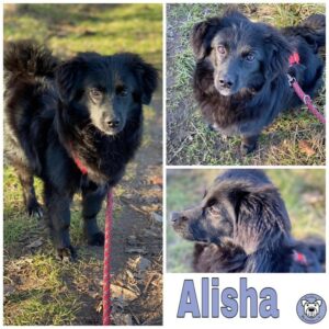 Alisha in 18311 Ribnitz-Damgarten - reserviert