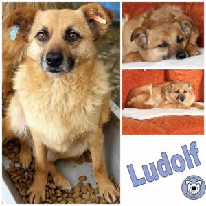 Ludolf in 24960 Munkbrarup *reserviert*
