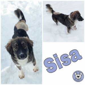 Sisa in 18311 Ribnitz-Damgarten