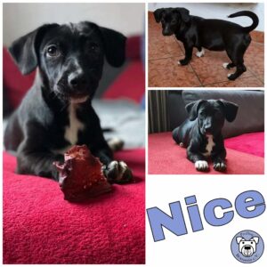 Nice in 97440 Werneck *reserviert*