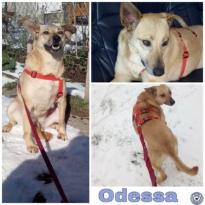 Odessa in 42489 Wülfrath *vermittelt*