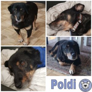 Poldi in 41469 Neuss reserviert