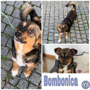 Bombonica in 85777 Fahrenzhausen - reserviert