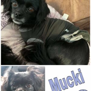 Mucki in 26810 Westoverledingen *vermittelt*