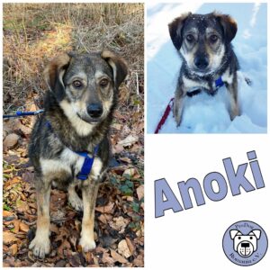 Anoki 18311 Ribnitz-Damgarten