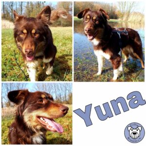 Yuna in 64846 Groß-Zimmern - vermittelt