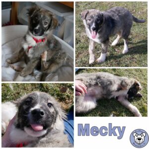 Mecky in 21493 Möhnsen