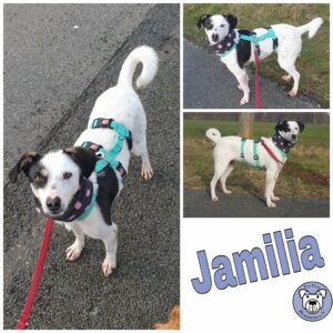 Jamilia in 18311 Ribnitz-Damgarten