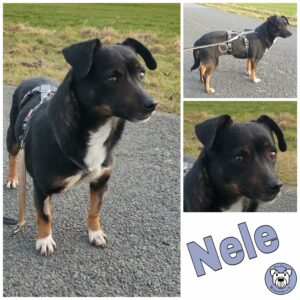 Nele in 18311 Ribnitz-Damgarten