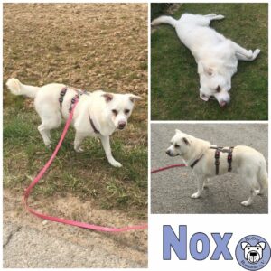 Nox - RBB 07.02.2022