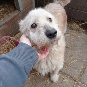 NICKY - auf Pflegestelle in PLZ 1 - vermittelt