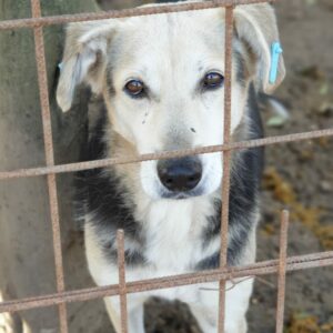 LENNY - reserviert Stinkefußfarm vermittelt