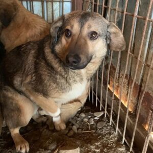 AMBER - reserviert Tierhilfe Lebenswert DR - vermittelt