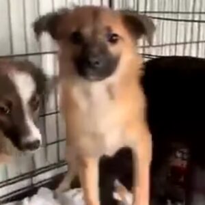 Nila - reserviert Tierhilfe Lebenswert DR - vermittelt