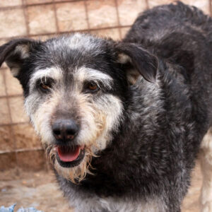 CHIARA - auf Pflegestelle in PLZ 1 - vermittelt