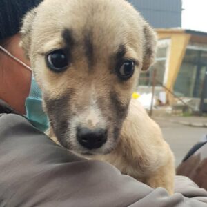 BERNHARDETTE - reist auf PS in PLZ 4 - vermittelt