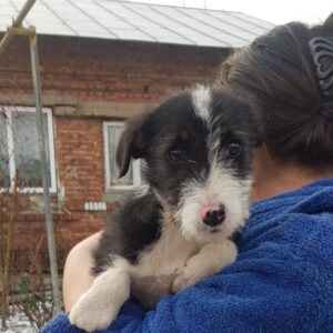 MONTANA - reserviert ES (CD) - vermittelt