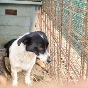 ROXANNE - reserviert Tierhilfe Lebenswert DR - vermittelt