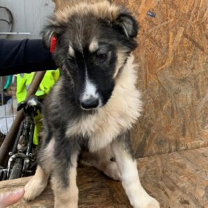 SOCKE reserviert ES Tierhilfe Lebenswert DR - vermittelt