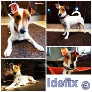 IDEFIX in 93336 Altmannstein ***reserviert***
