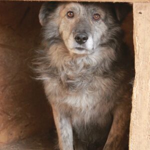 MILAN - auf Pflegestelle in PLZ 1 - vermittelt