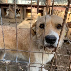 MIKO - reserviert Tierhilfe Lebenswert DR - vermittelt