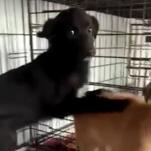 NIGHT - reserviert Tierhilfe Lebenswert DR - vermittelt