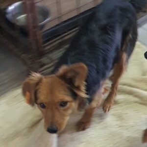 MAGGY - reserviert TiNO - vermittelt