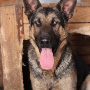 JIGALI - reserviert Manuela - vermittelt