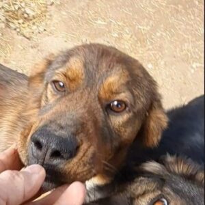 HOPE - reserviert PVA - vermittelt