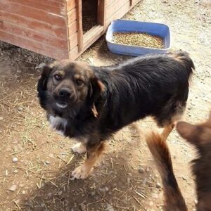 PIERO - reserviert Tierhilfe Lebenswert DR - vermittelt