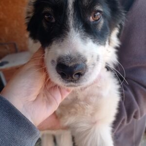 BESSIE - reserviert Hundescheune Fläming - vermittelt