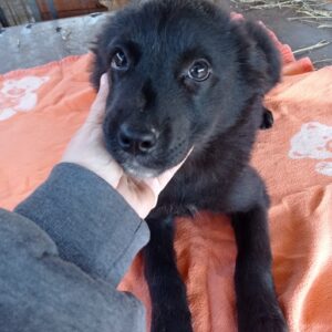 MAJA - reserviert PVA - vermittelt