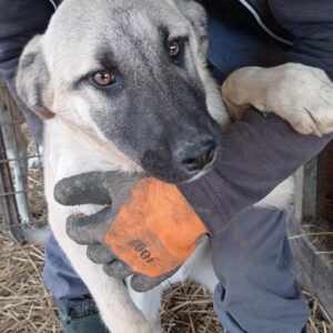 JAX - reserviert für ES (MG) - ausgereist - vermittelt