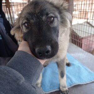 MATTI - reserviert Hundescheune Fläming - vermittelt