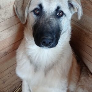 JARLE - vermisst 12/22