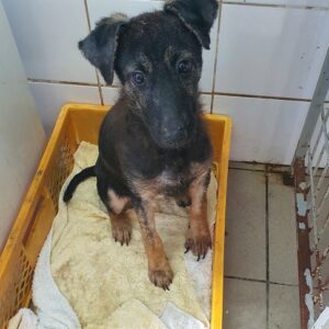 HELENCHEN - reserviert TiNO - vermittelt