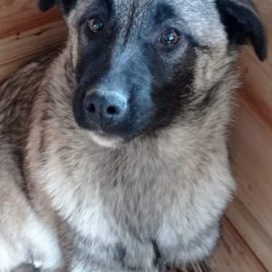 BLUE - reserviert NadineH - vermittelt