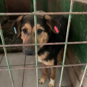 KUNO - reserviert Tierhilfe Lebenswert DR - vermittelt