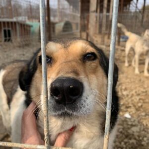 POLINA - reserviert - vermittelt