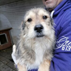 PAULY - auf Pflegestelle in PLZ 1 - vermittelt