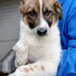 SMUTJE - reserviert (NadineH) - vermittelt