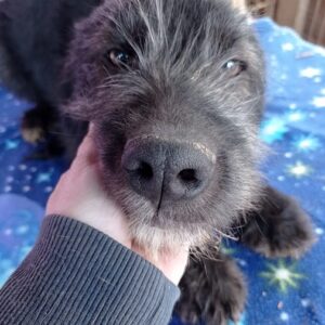 DANNY - reserviert ES Alina - vermittelt