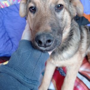 BABSI - reserviert Mit Tieren leben e.V. - vermittelt