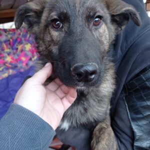 ZARA - reserviert Alexandra - vermittelt