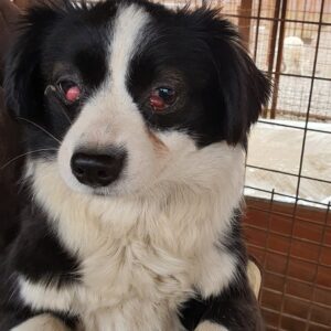 ADEA - operierter Nickhautvorfall - reserviert PVA - vermittelt