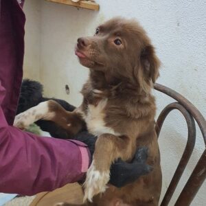 AMAYA - reserviert Tierhilfe Lebenswert DR - vermittelt