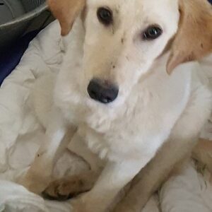 MARLEY - reserviert Tierhilfe Lebenswert DR - vermittelt