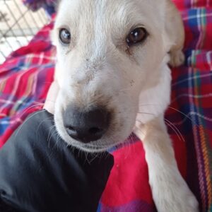 PEPPINO - reserviert für ES (MG) - vermittelt