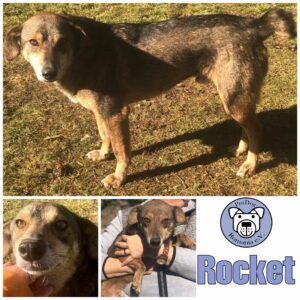 Rocket in 56294 Münstermaifeld - vermittelt